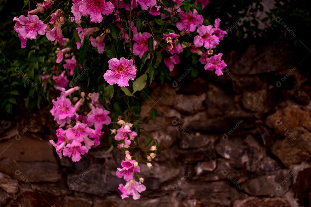 Flor rosa de Podranea ricasoliana