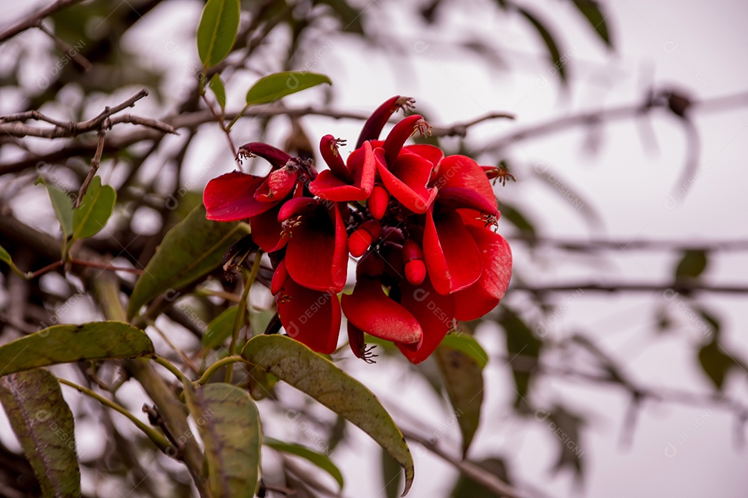 Flor vermelha de Eritrina