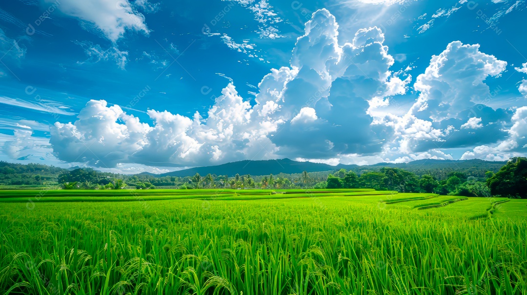 Plantação sobre céu azul e dia ensolarado..