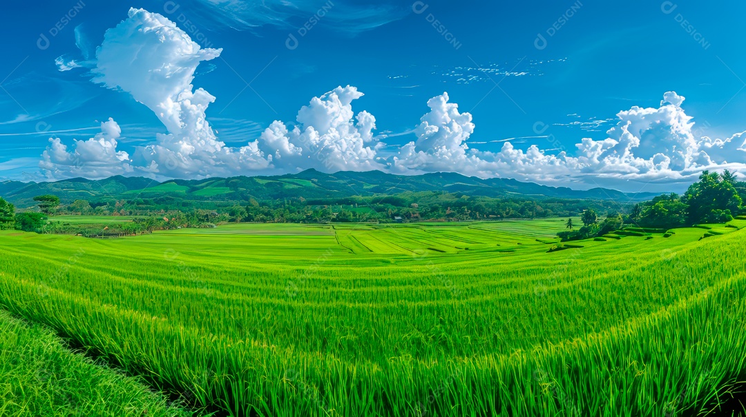 Plantação sobre céu azul e dia ensolarado..