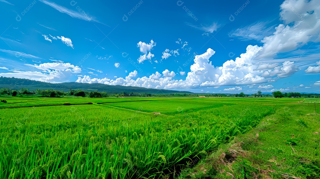 Plantação sobre céu azul e dia ensolarado..