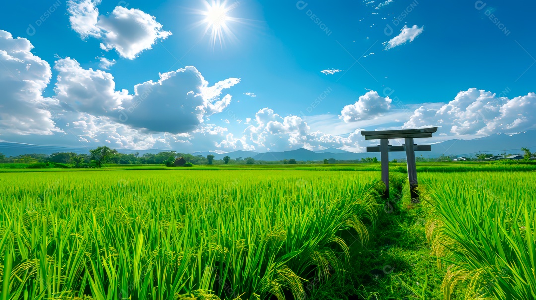 Plantação sobre céu azul e dia ensolarado..