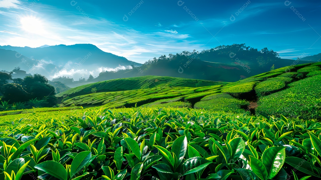 Plantação sobre céu azul e dia ensolarado..