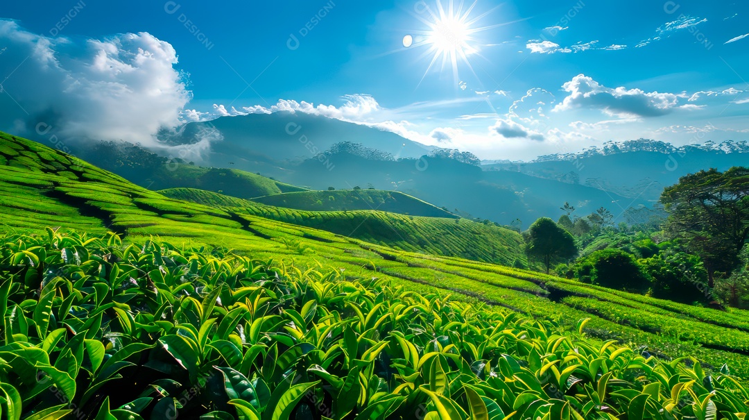 Plantação sobre céu azul e dia ensolarado..