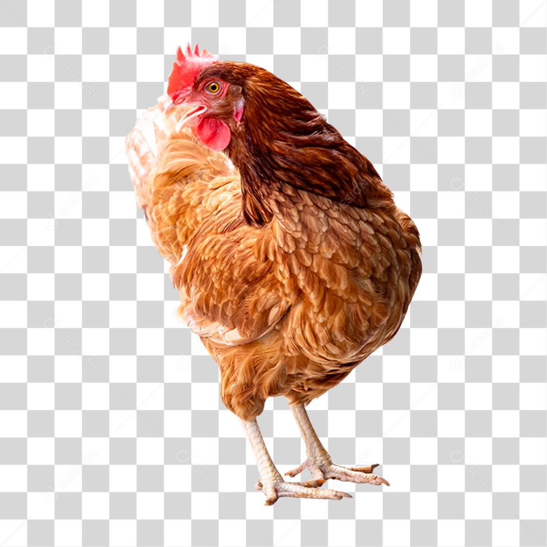 Aves Galinha PNG Transparente