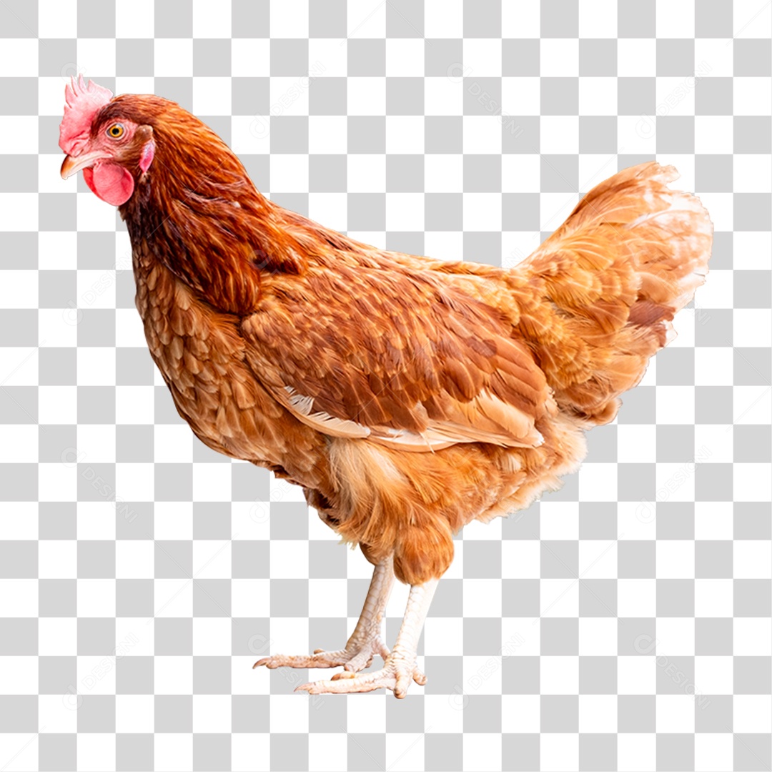 Aves Galinha PNG Transparente