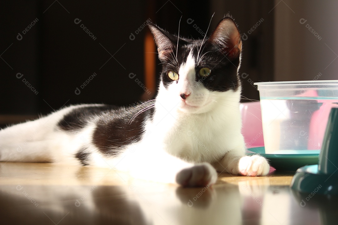 Linda gatinho deitado sobre chão