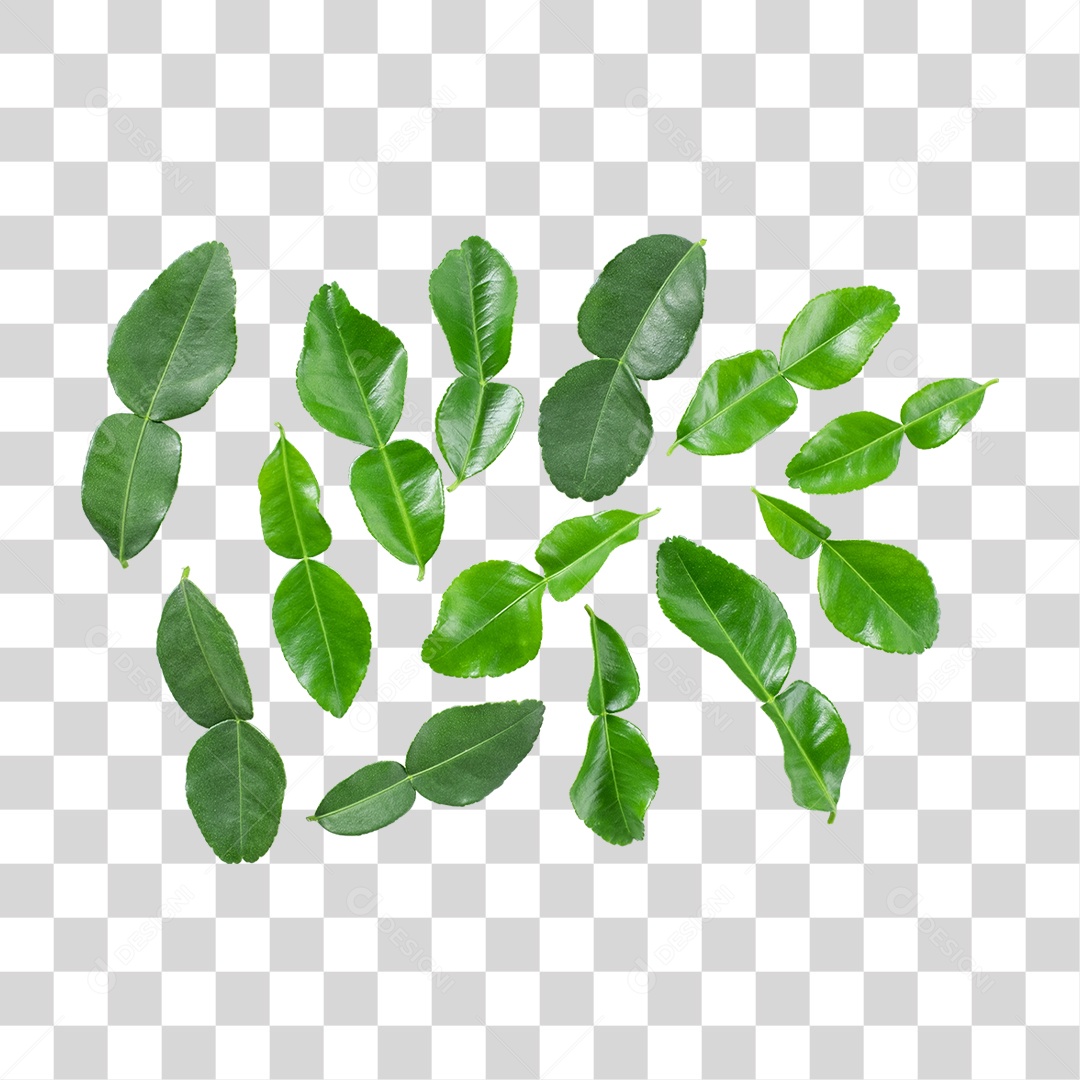 Folhas Verdes PNG Transparente