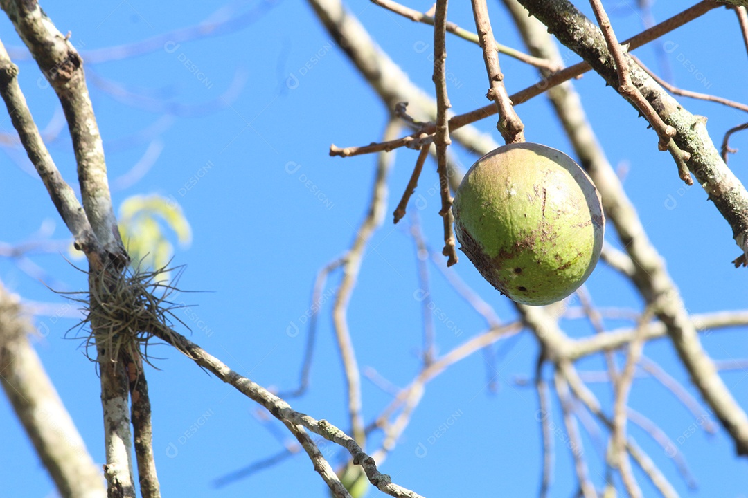 Pequi sobre pequizeiro galhos secos