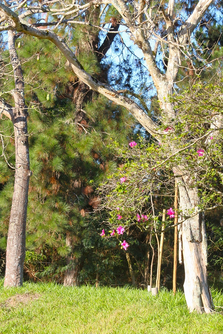 Linda floresta capim verde
