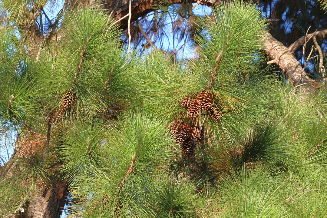 Folhas verde sobre floresta