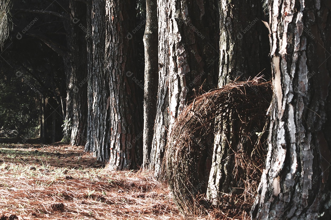 Floresta selva deserta