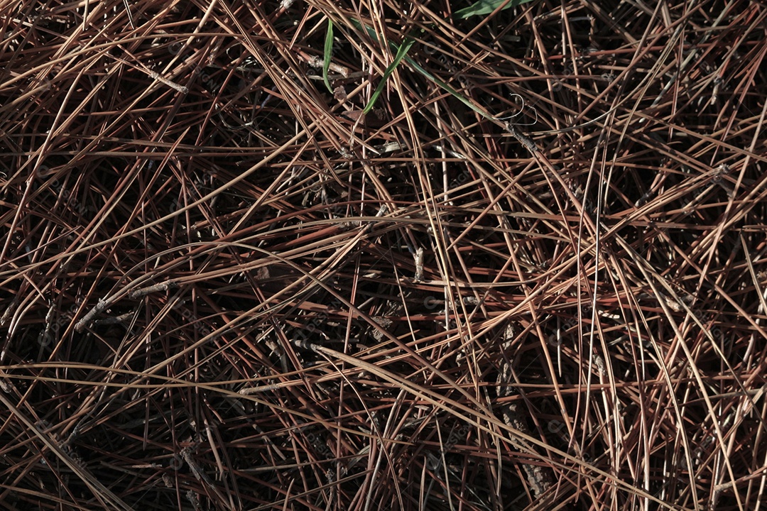 Matos secos pilhados