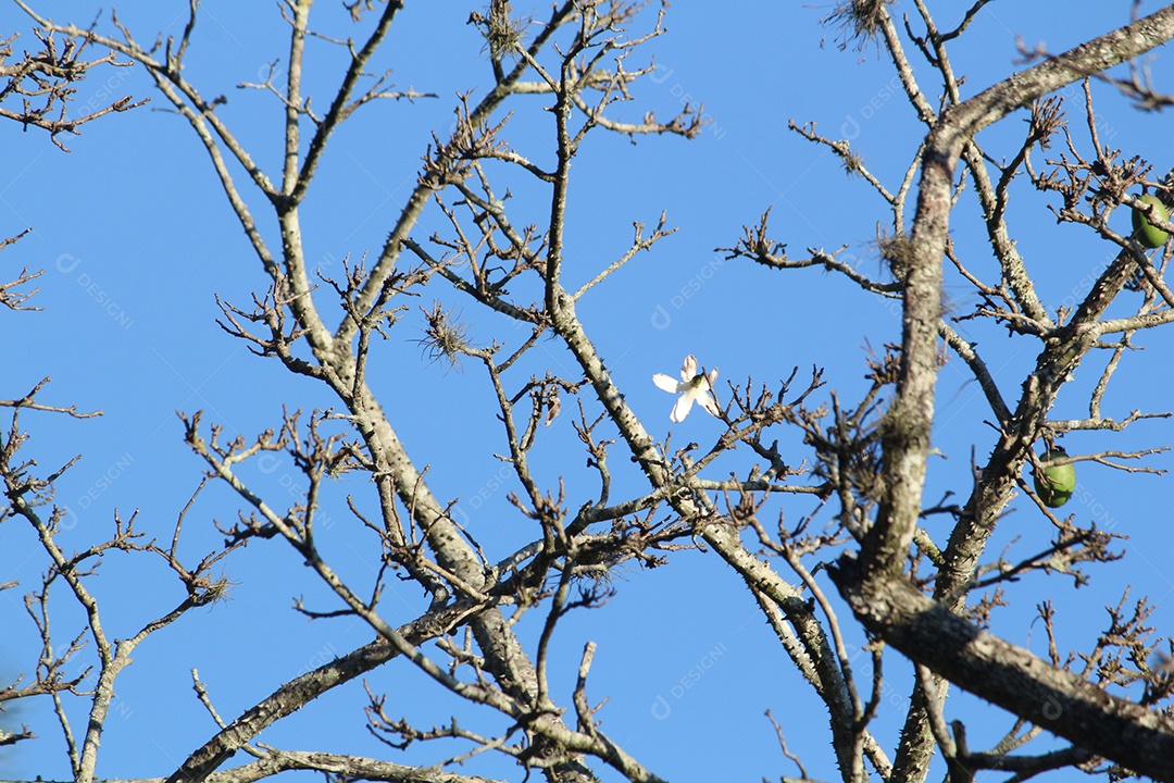 Galhos de uma árvore seco
