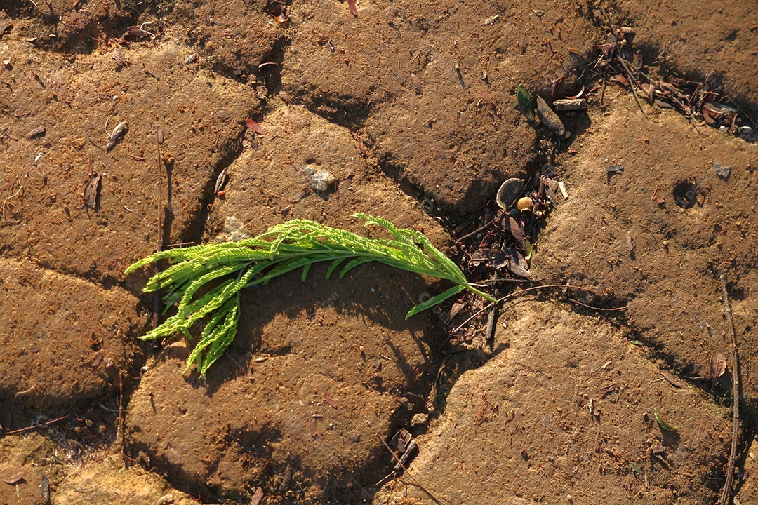 Planta morta sobre chão seco