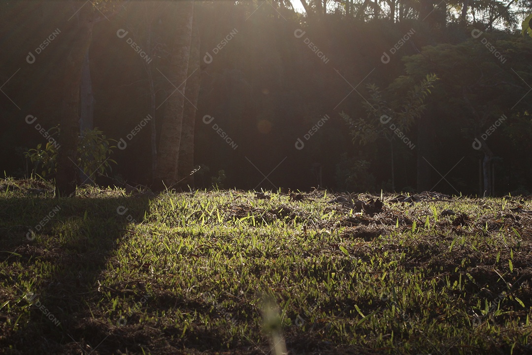 Pôr do sol sobre floresta
