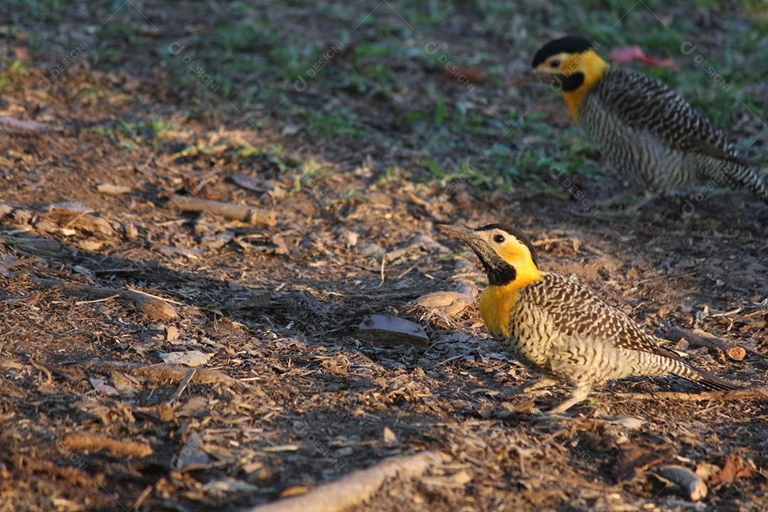 Lindo Pássaros sobre floresta