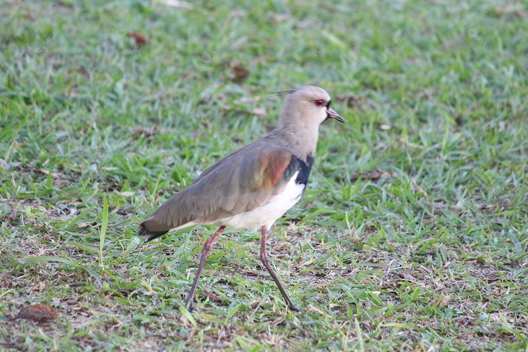 Pássaro sobre campo