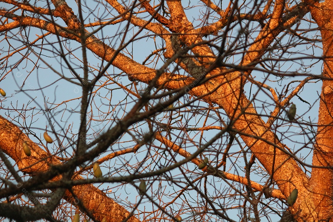 Galhos secos sobre floresta