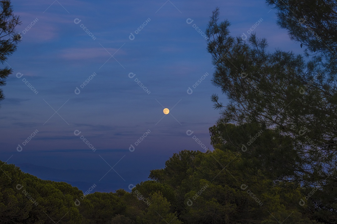 Lua cheia na floresta com céu colorido e enevoado