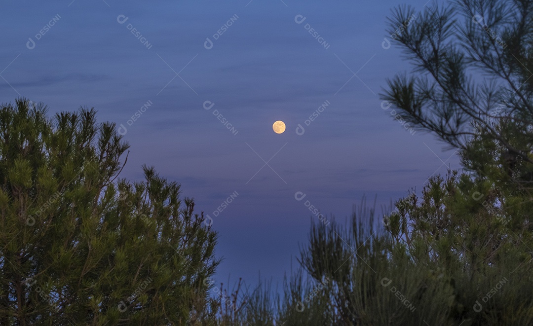 Lua cheia na floresta com céu colorido e enevoado