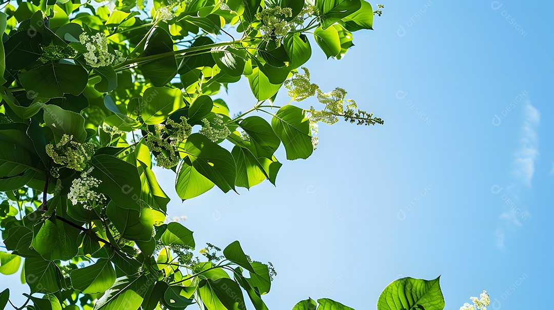 Folhas verdes exuberantes e flores em plena floração contra um céu azul claro