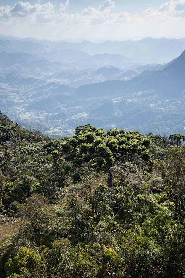 Vista de floresta verdes contra céu nublado