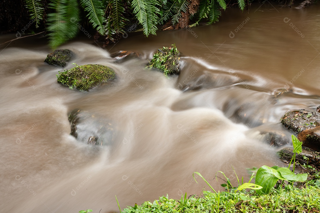 Rio na mata atlântica no sudeste do Brasil