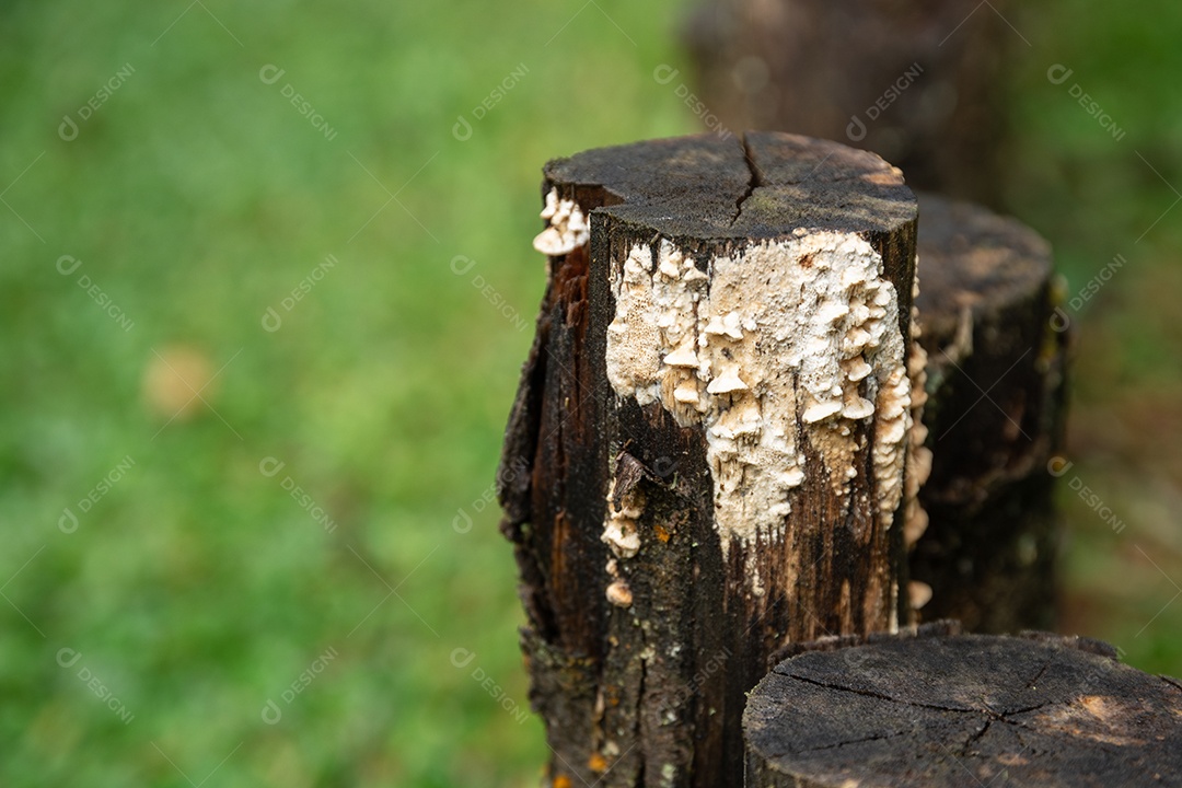 Cogumelos em um tronco em uma floresta