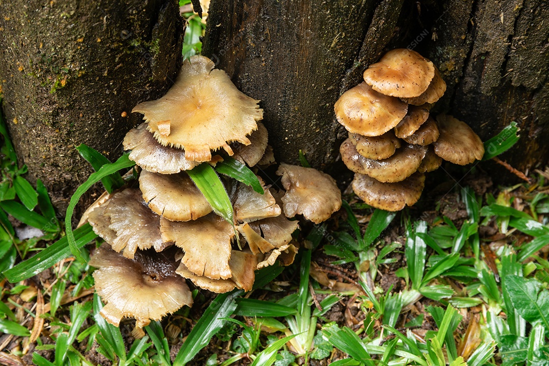 Cogumelos em um tronco em uma floresta tropical