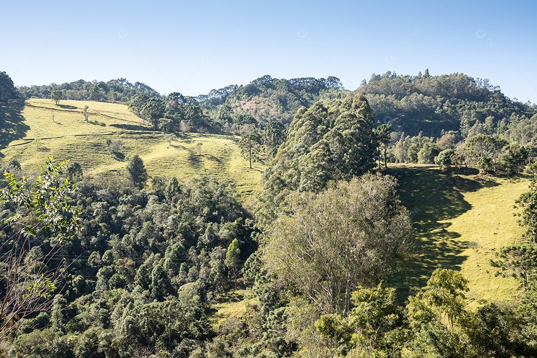 Floresta verdes linda