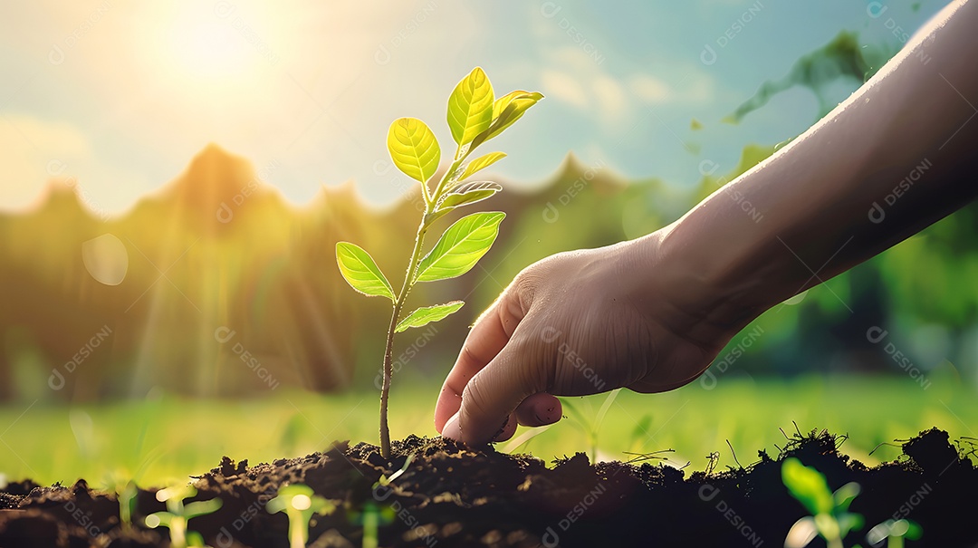 Um close de uma mão plantando uma muda jovem em solo rico sob a luz solar