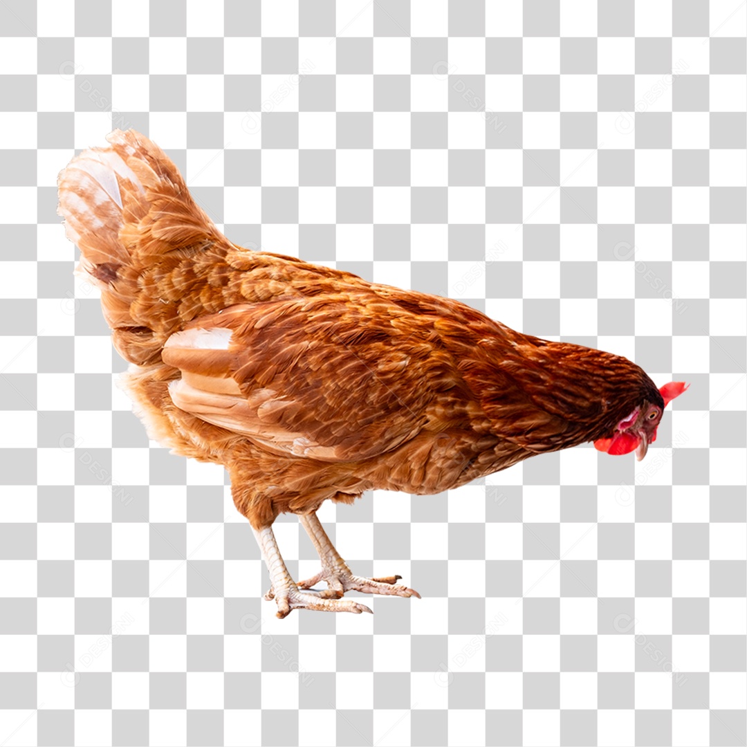 Aves Galinha PNG Transparente