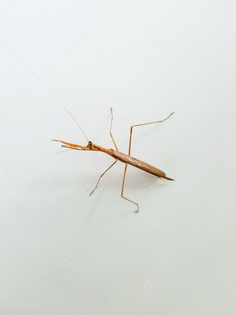 Inseto popularmente conhecido como bicho-pau em uma fazenda