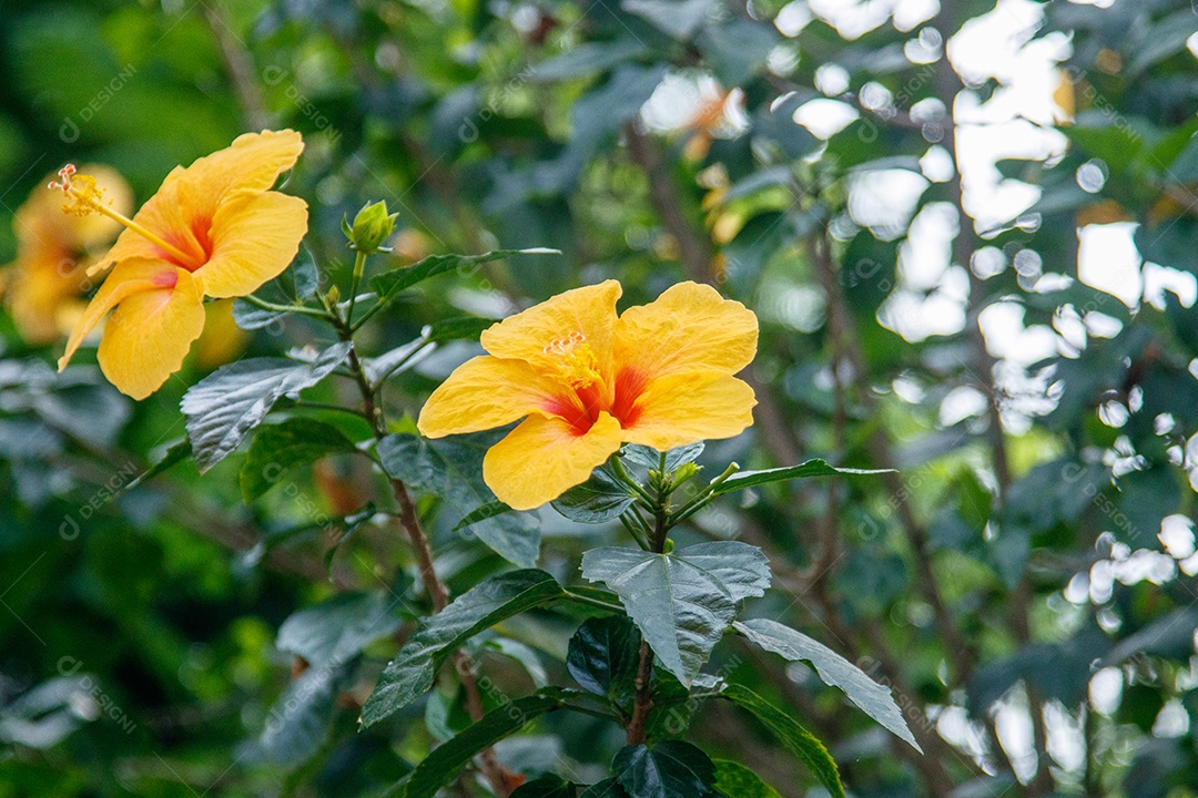 Flor de hibisco amarelo em um jardim