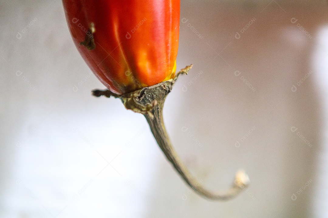 Detalhes de um legume conhecido como jiló