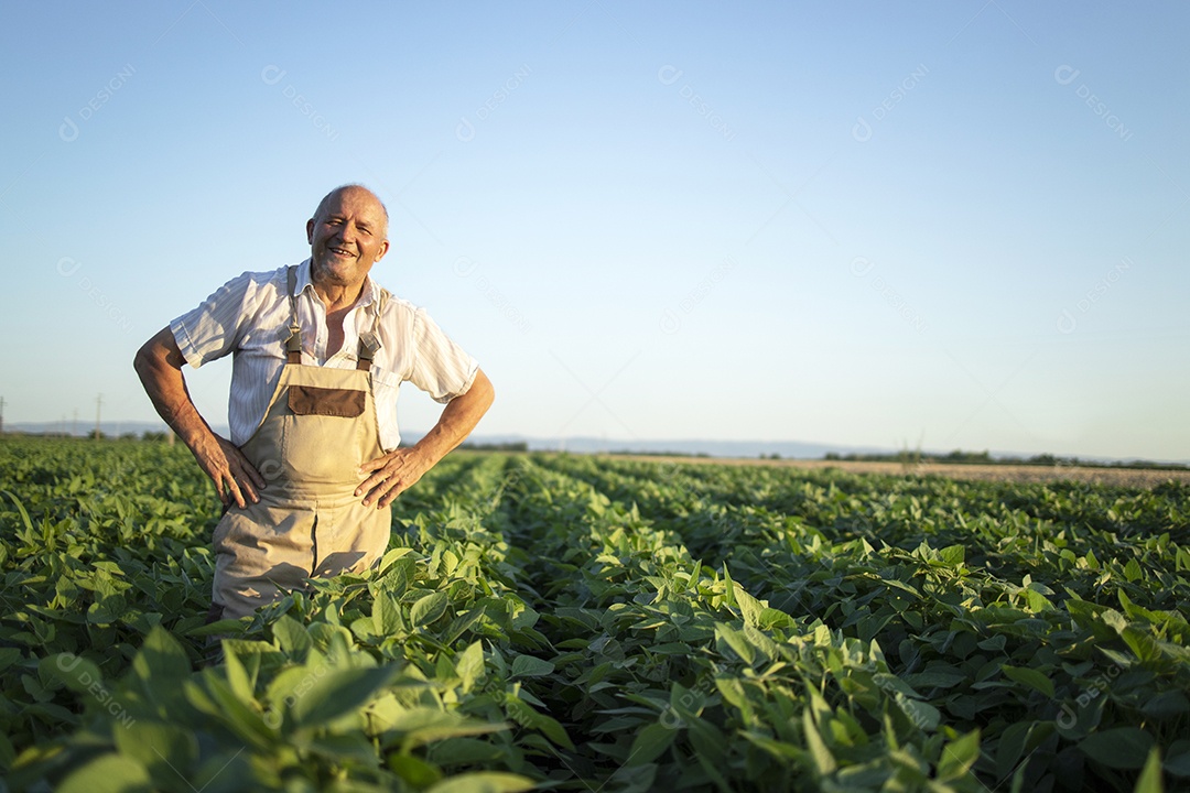 Fazendeiro agrônomo verificando sua plantação de soja