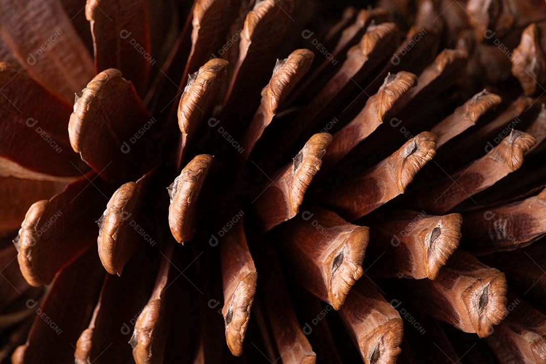 Detalhes de uma pinha