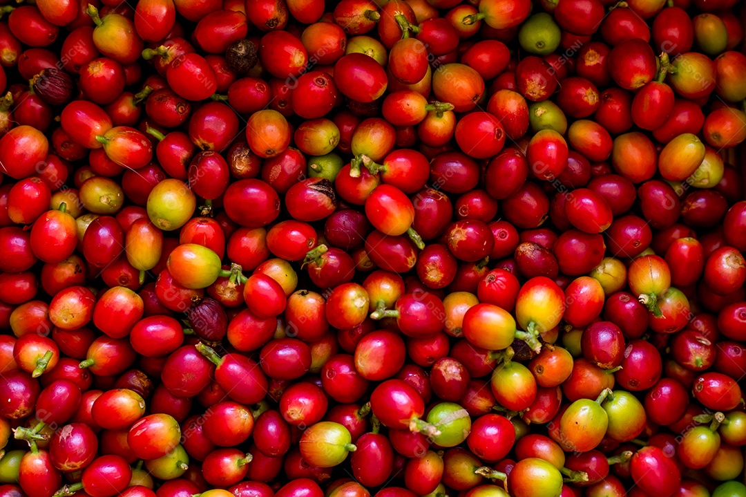 Fundo de textura de frutas de café