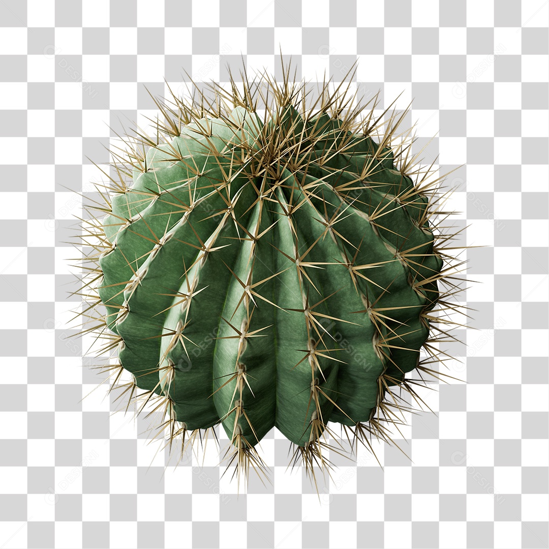 Cacto Planta do Deserto PNG Transparente