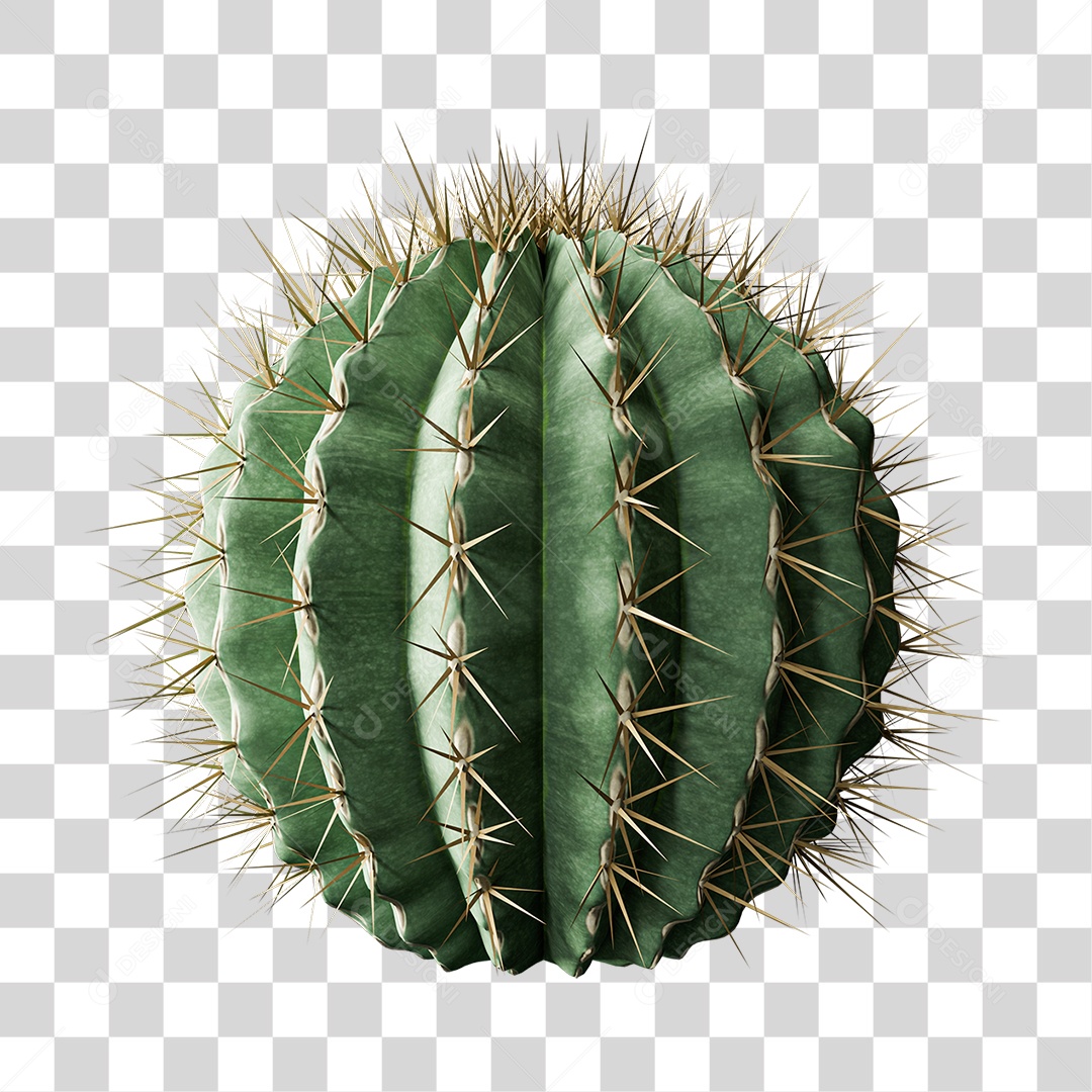 Cacto Planta do Deserto PNG Transparente