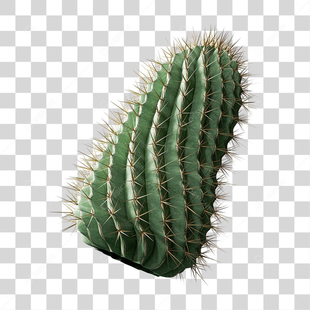 Cacto Planta do Deserto PNG Transparente