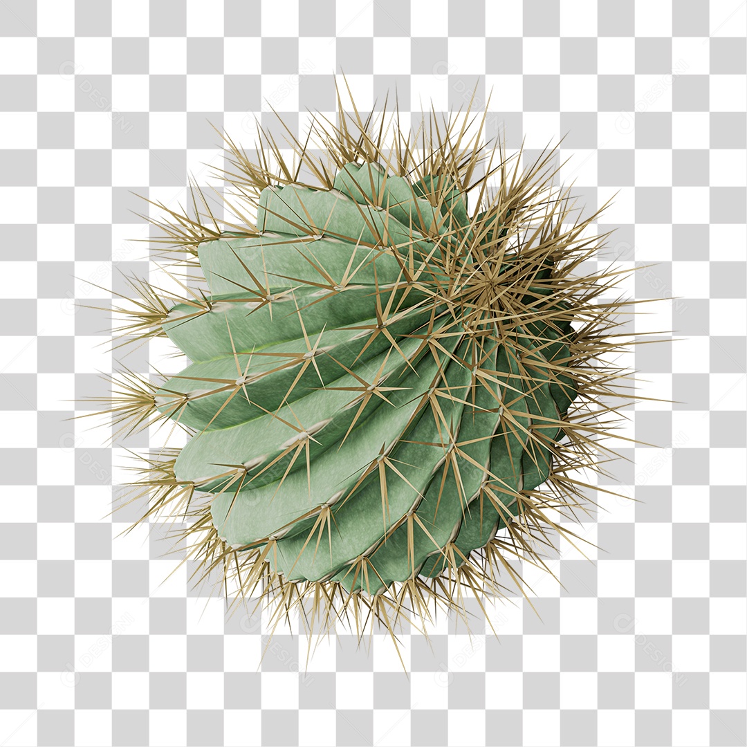 Cacto Planta do Deserto PNG Transparente