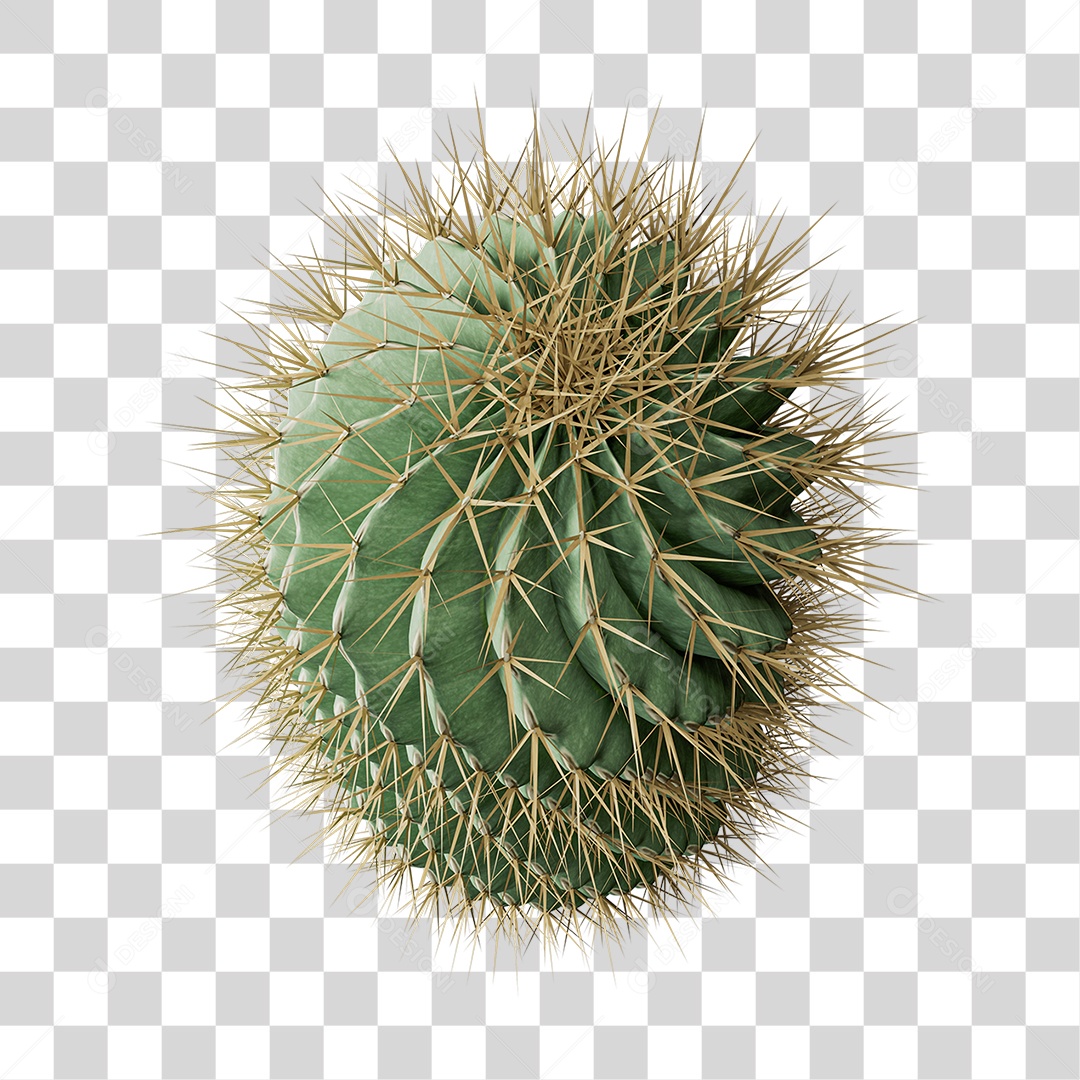 Cacto Planta do Deserto PNG Transparente