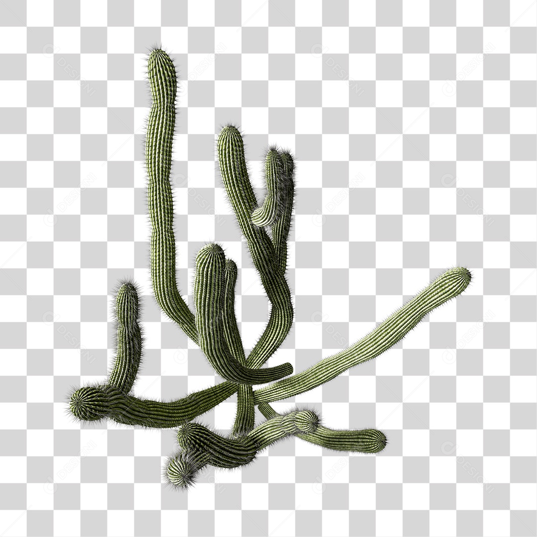 Cacto Planta do Deserto PNG Transparente