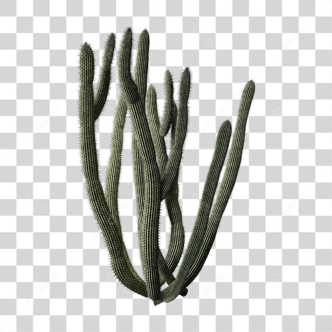 Cacto Planta do Deserto PNG Transparente