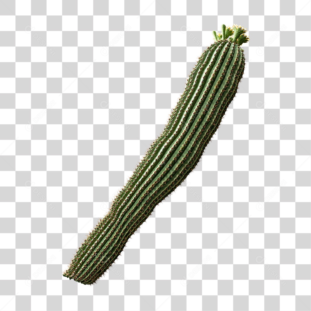 Cacto Planta do Deserto PNG Transparente