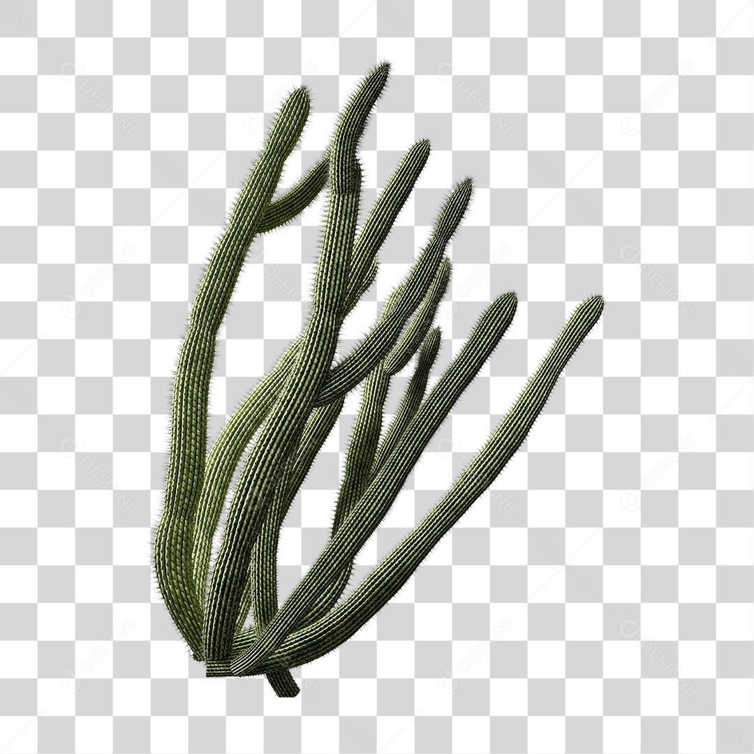 Cacto Planta do Deserto PNG Transparente
