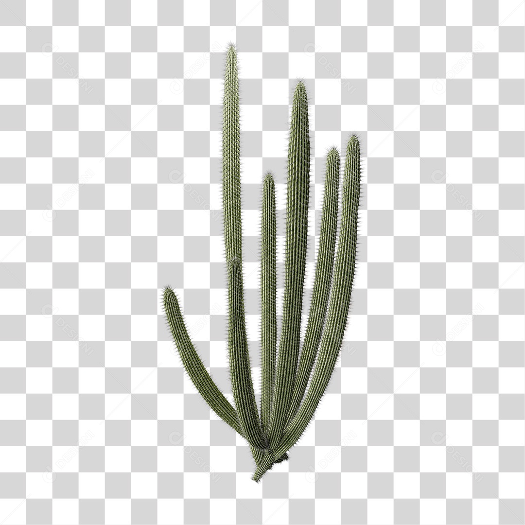 Cacto Planta do Deserto PNG Transparente
