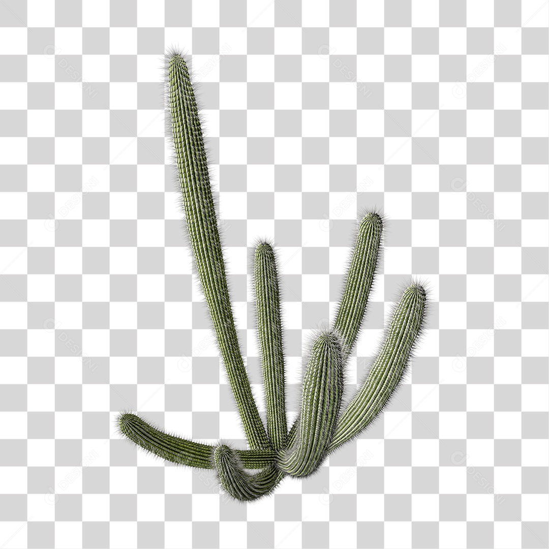 Cacto Planta do Deserto PNG Transparente